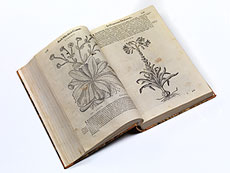 Hampel Mattioli - die Ausgabe mit den gro�en Holzschnitten Mattioli, Pier Andrea. Commentariorum in P. Dioscoridis de medica materia. Venedig,  Valgrisi, 1583.