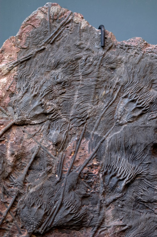 Fossil einer Seelilie bzw. Haarsterne Hampel Fine Art Auctions